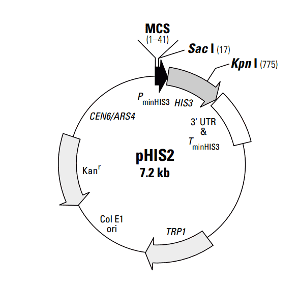 PHIS2 plasmid - 2 ug