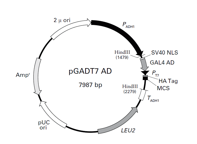 PGADT7-AD plasmid - 2 µg