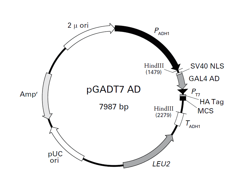 PGADT7-AD plasmid - 2 ug