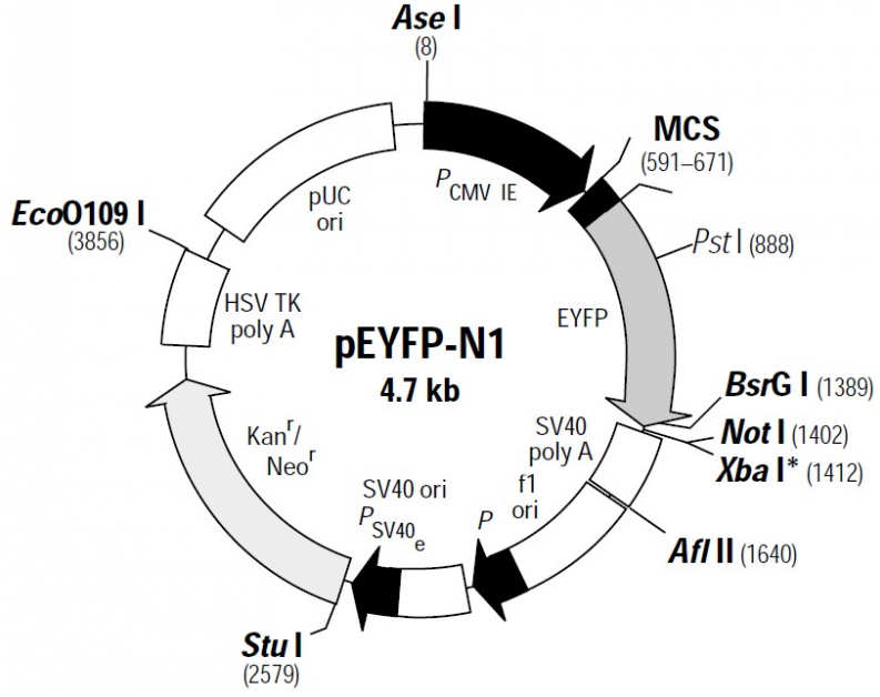 pEYFP-N1, 2ug