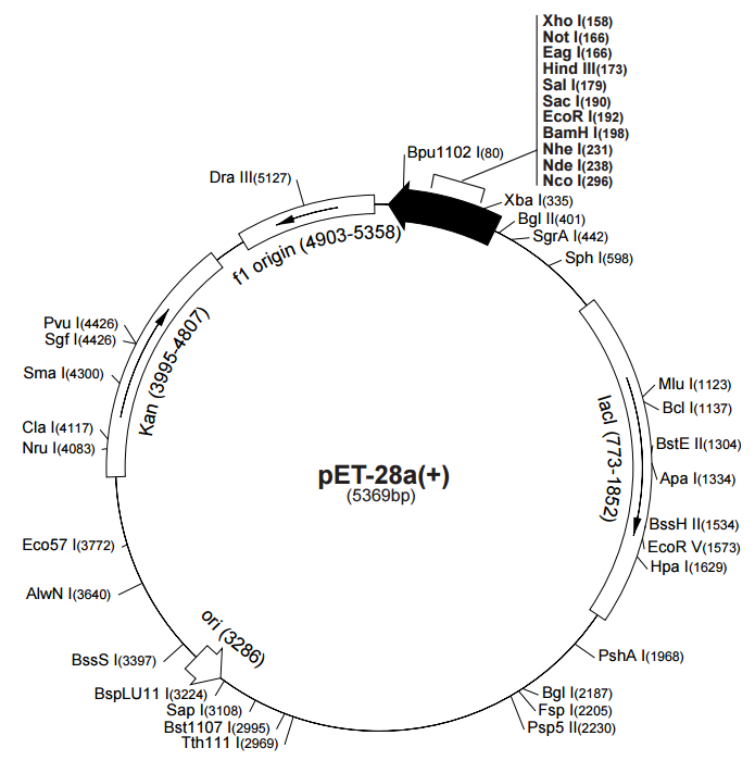 [0820-PVT0072] PET- 28A plasmid - 2ug