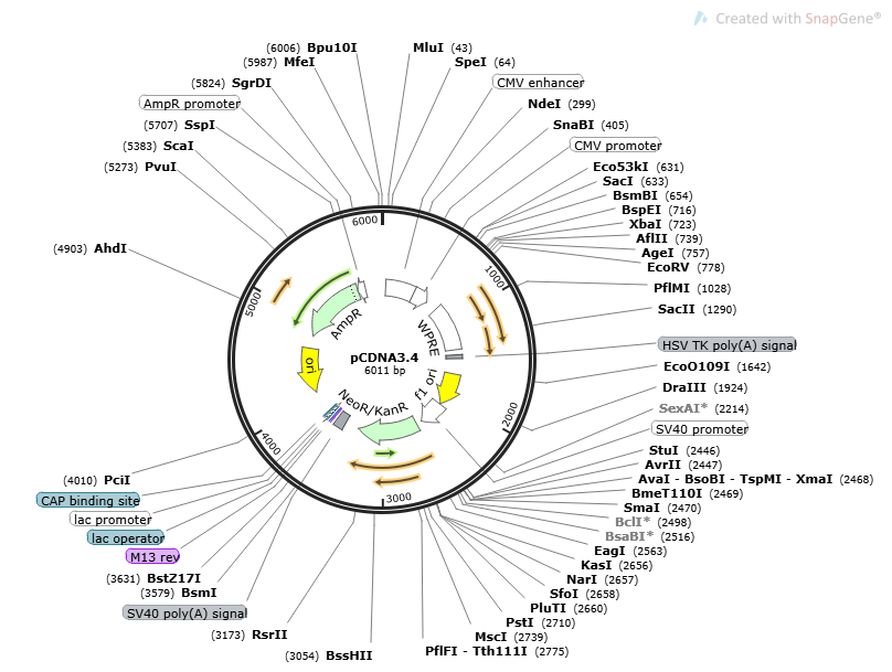 pCDNA3.4 Plasmid - 2ug