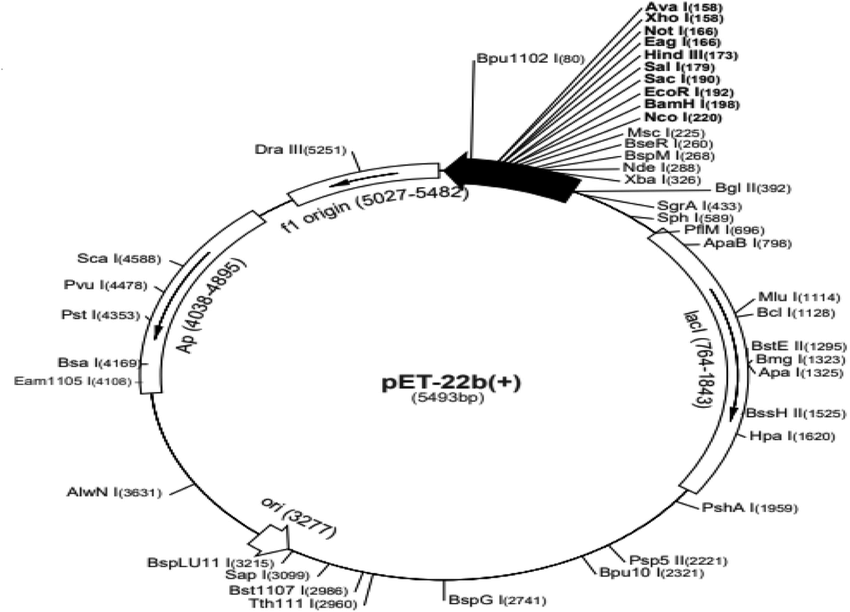 pET- 22b, 2 ug