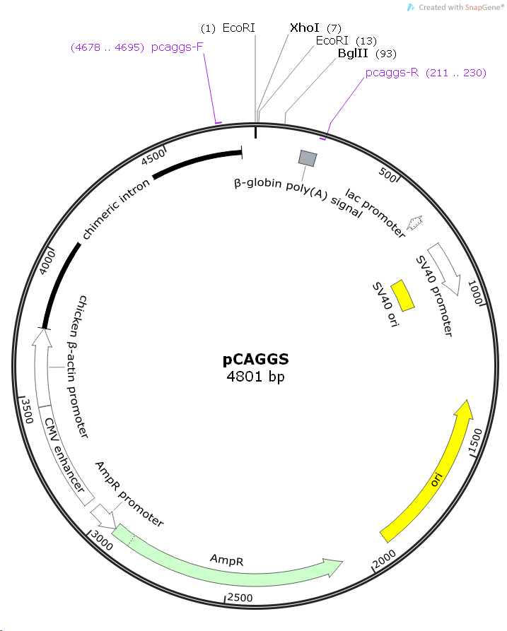pCAGGS, 2 ug