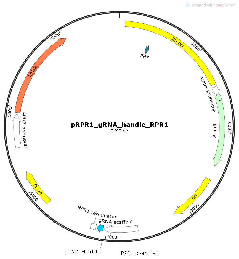 pRPR1_gRNA_handle_RPR1t, 2 ug