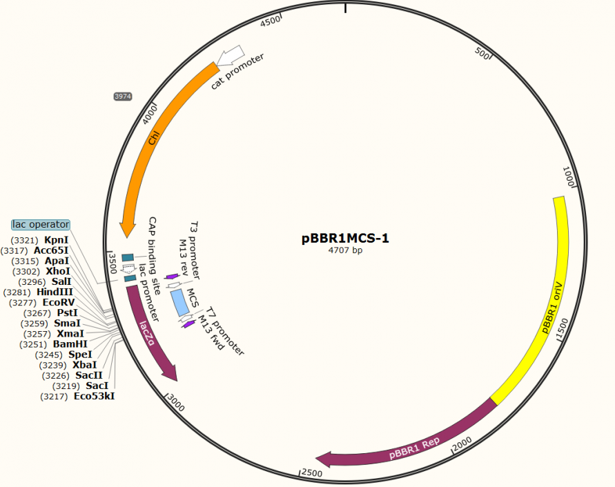 pBBR1MCS-1 plasmid - 2 µg