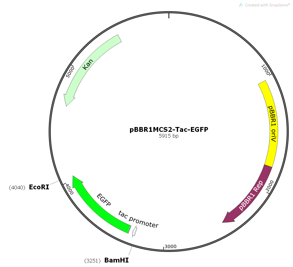 PBBR1MCS2-TAC-EGFP plasmid - 2ug