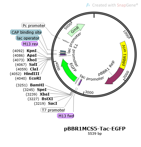 [0820-PVT18890] pBBR1MCS5-Tac-EGFP - 2 µg