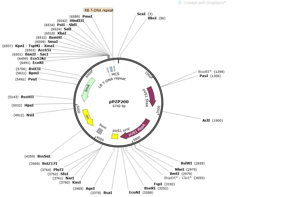 [0820-PVT32791] pPZP200 plasmid (Agrobacterium vector) - 2 ug
