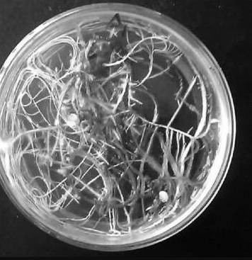 [0820-STR3001] A4 AGROBACTERIUM STRAIN (FREE REPLACEMENT) - 100 μL
