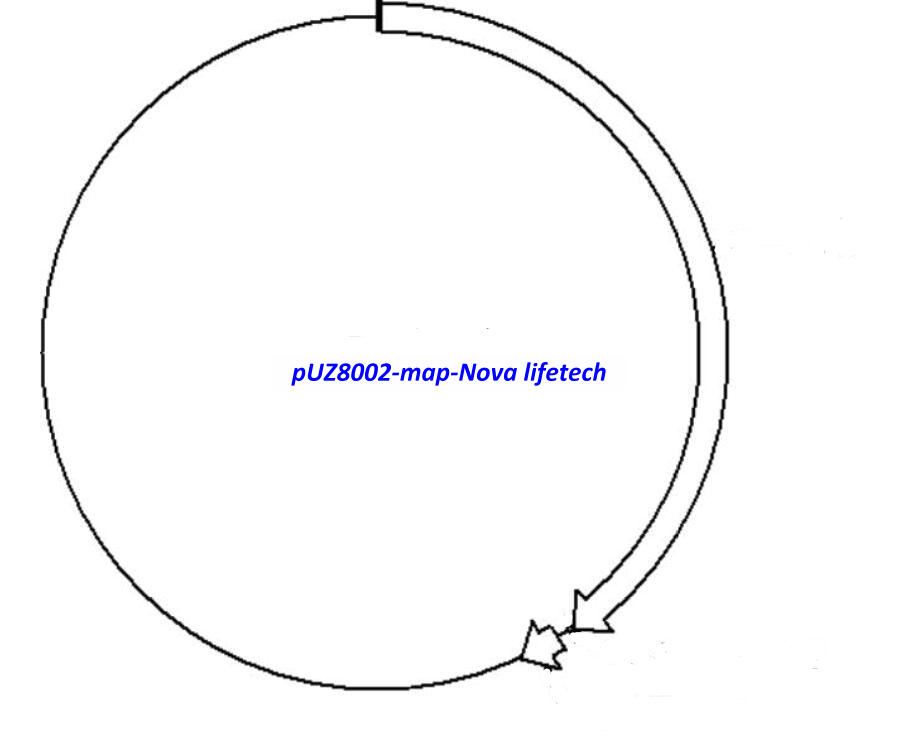 [0820-PVT12448] pUZ8002 plasmid - 2 µg