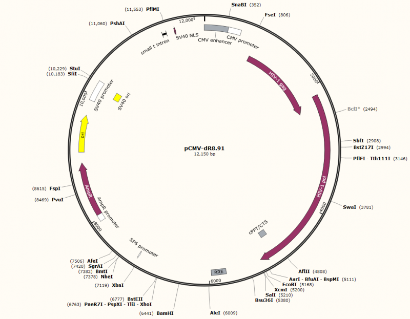 [0820-PVT2323-2UG] PCMV- DR8.91 plasmid - 2 µg