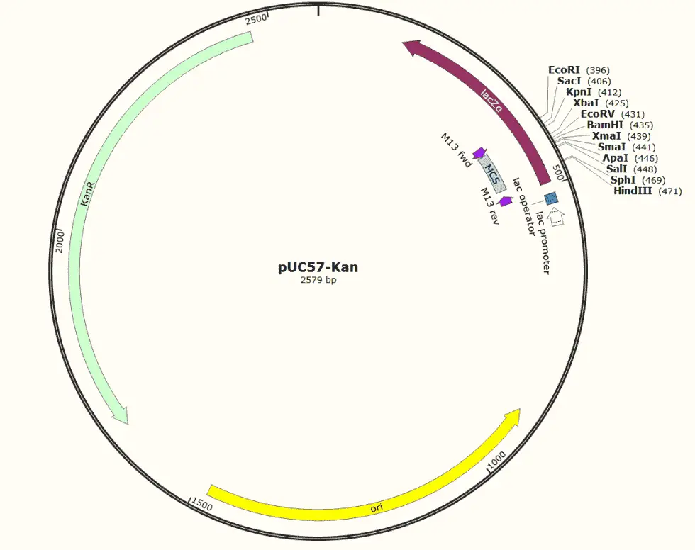 pUC57-Kan plasmid - 2 ug