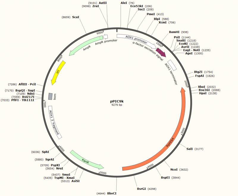 [0820-PVT4003-2UG] PVT4003 - pPIC9K Plasmid - 2 µg