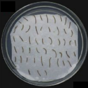 AGL1 Agrobacterium Strain - 100 uL