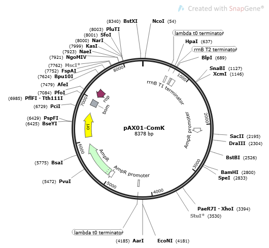 PAX01- COMK plasmid - 2 ug