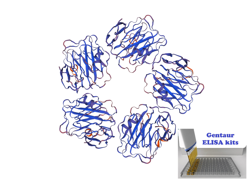 Canine (Dog) C-Reactive Protein, CRP ELISA Kit - 96 wells plate