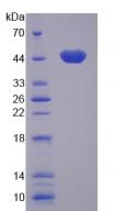 [0343-40-5010-10]  AP Substrate CDP Star Tropix - 10 mL