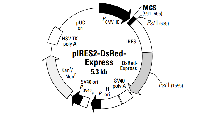 [0820-PVT1229] PIRES2- DSRED- EXPRESS PLASMID 2ug