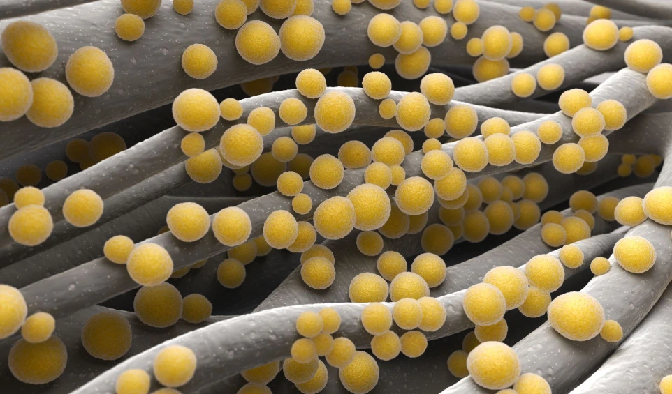 [0494-1401-002] Recombinant Staphylococcus aureus Alpha Hemolysin (Hla), Tag-free - 100 µg