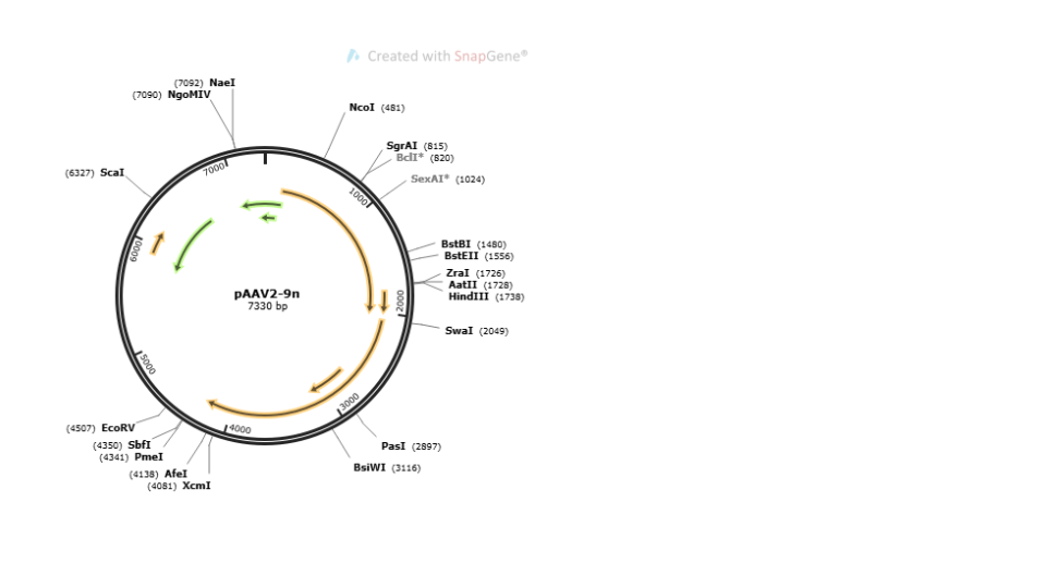 PAAV2/9N plasmid - 2ug