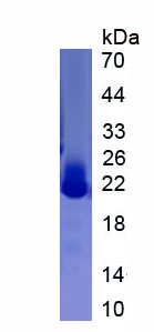 Active Mouse Interleukin 22 (IL-22) - 50 ug