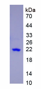 Active Mouse Interleukin 17 (IL-17) - 200 ug