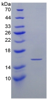 [0338-APA049Mu01-50UG] Active Mouse Interferon Gamma (IFNg) - 50 ug