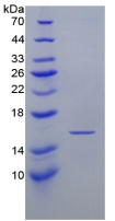 Active Mouse Interferon Gamma (IFNg) - 50 ug