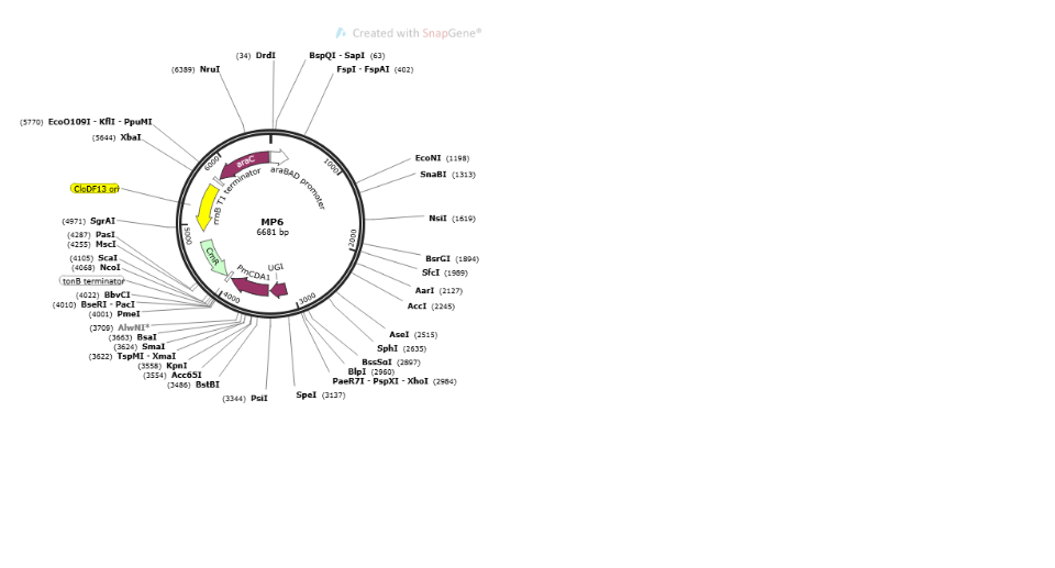 [0820-PVT14634] MP6 plasmid - 2 ug