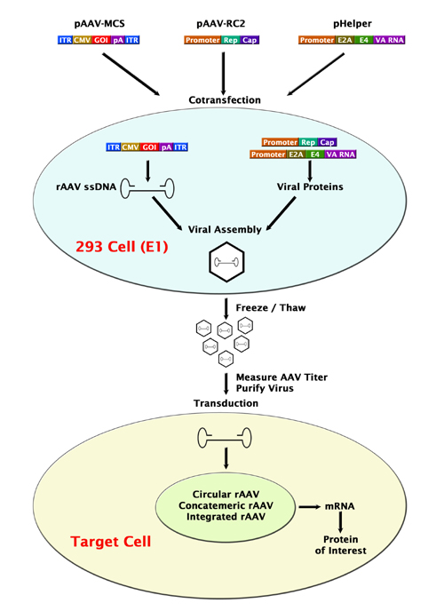AAV-2 Bicistronic Expression System (IRES-GFP) - 1 kit