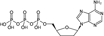 ddATP (2',3'-Dideoxyadenosine-5'-triphosphate, Trilithium salt), 5 μmol - 5 x 10 μl