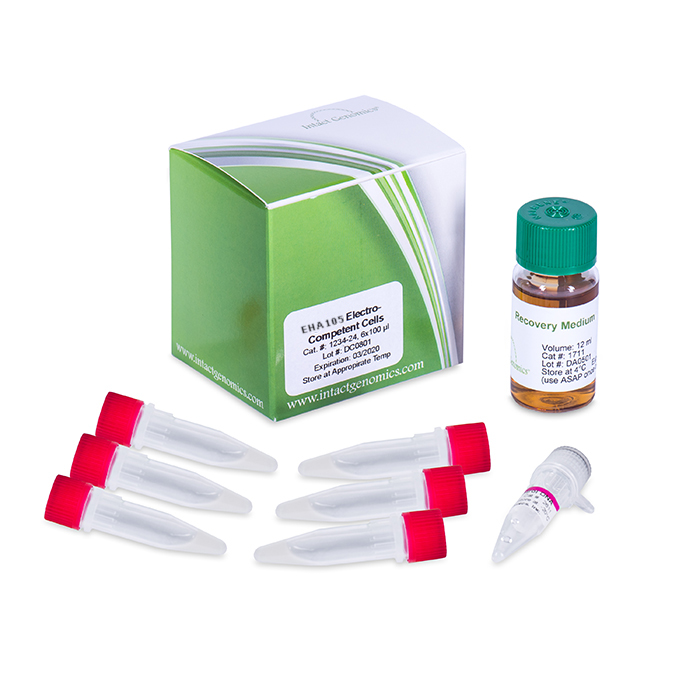 EHA105 Chemically Competent Agrobacterium, 6X50ug