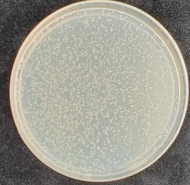 [0820-S0063] AH109 Yeast Strains - 100 µL