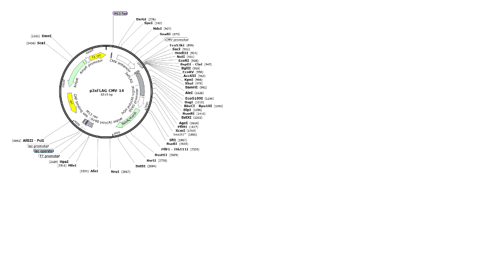 [0820-PVT1046] p3xFLAG-CMV-14 plasmid - 2 ug