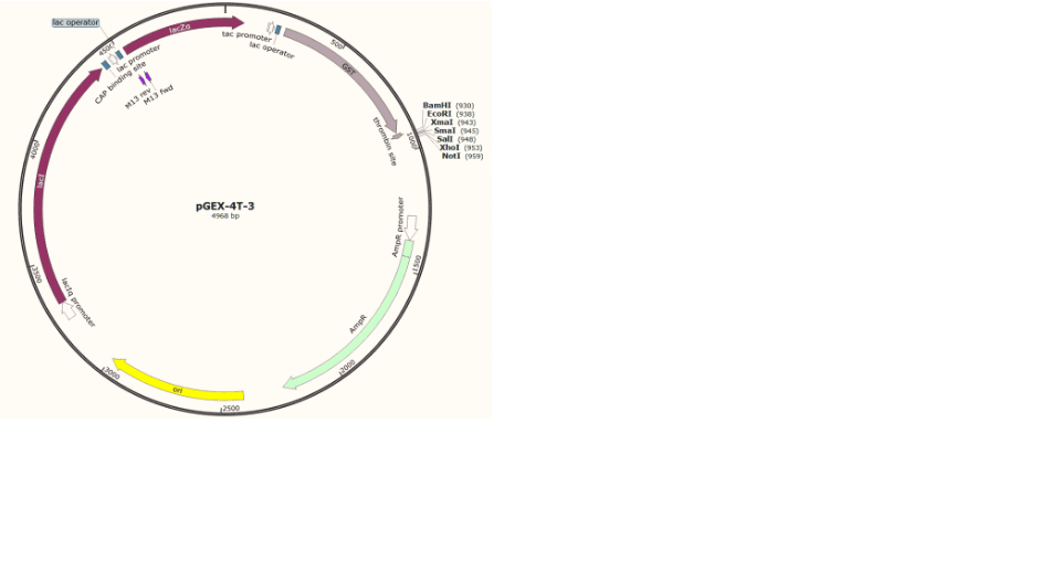 pGEX-4T-3 Plasmid - 2 ug