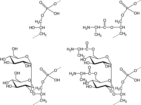 Native lipoteichoic acid - 1 mg