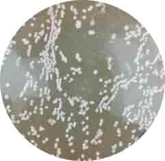 [0820-S0115] HT115 (DE3)-2 Escherichia coli Strains - 100 μL