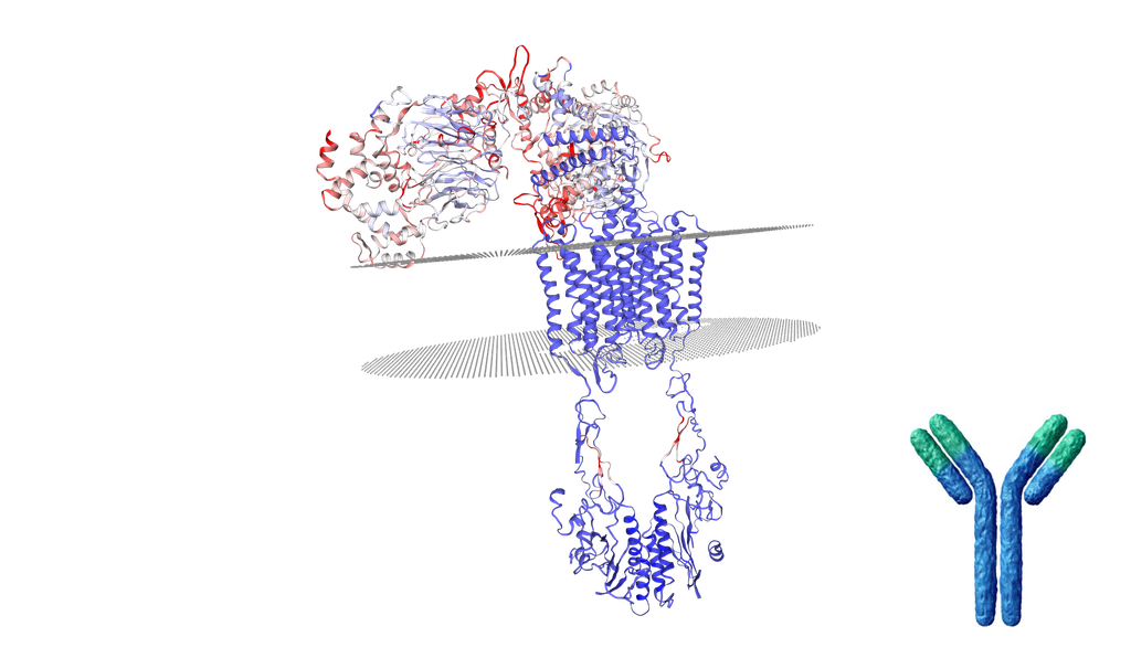 Rabbit Anti-GNB5 antibody - 100 ul (1mg/ml)