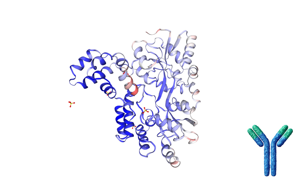 [0708-TAB-246MZ] Anti-Human TNFRSF25 Recombinant Antibody [Clone: 11H08_H1] - 1 mg