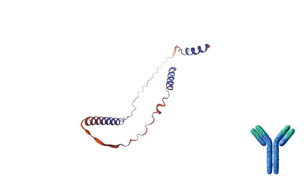 Human C1orf54 Polyclonal Antibody, FITC-conjugated - 50 ug