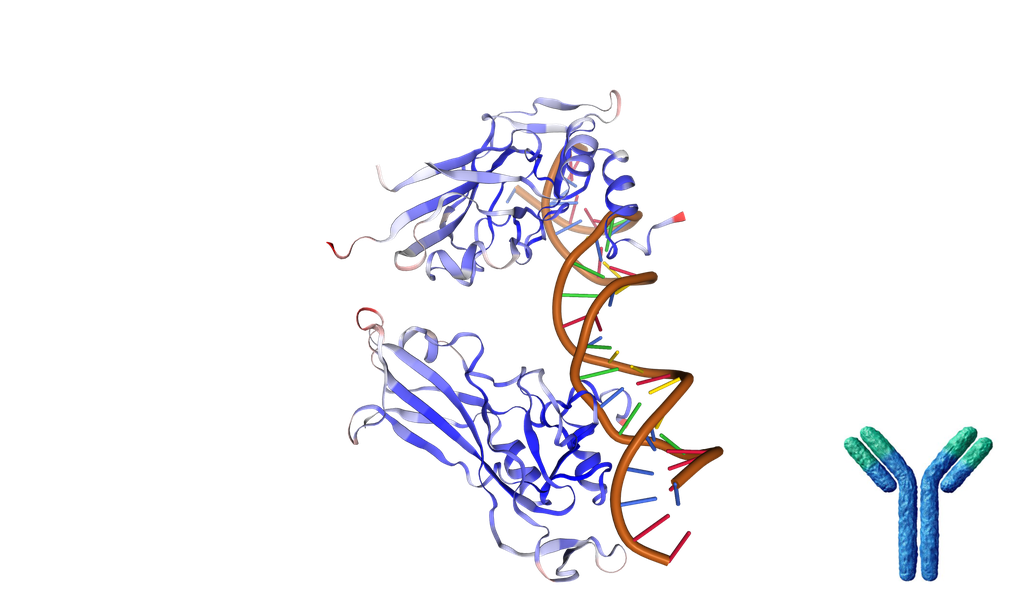 TBX1 Rabbit polyclonal Antibody - 100 ul