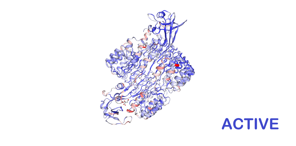 Active Recombinant Human Ribonuclease A (RNase A) - 1 mg