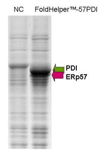 [0663-H17] FoldHelper-57P (recombinant baculovirus expressing ERp57 and PDI) - 1 mL