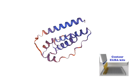 [0338-SEA084Eq-96T] ELISA Kit for Equine/Horse Leptin (LEP) - 96 wells plate