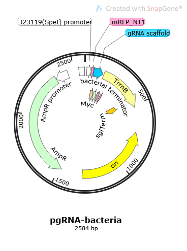 [0820-PVT10642] PGRNA- BACTERIA