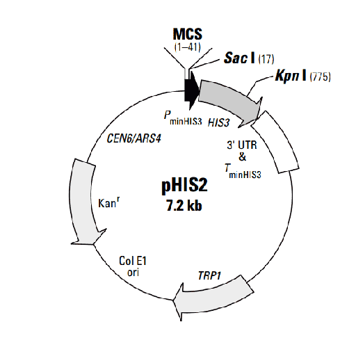[0820-PVT4037] PHIS2 plasmid - 2 ug