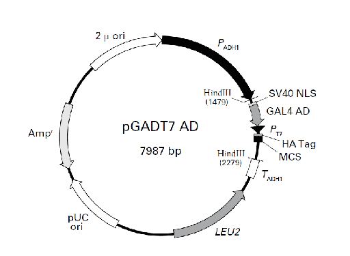 [0820-PVT4018] PGADT7-AD plasmid - 2 µg