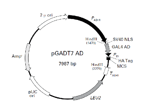 [0820-PVT4018] PGADT7-AD plasmid - 2 ug
