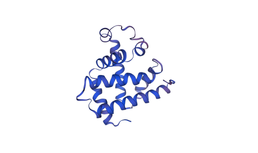 [0399-CSB-YP013529BO-1MG] Recombinant Bovine Myoglobin (MB), Tag-free - 1 mg